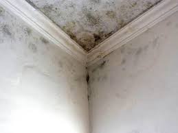 Best Environmental Consulting for Mold Prevention  in Antelope, CA