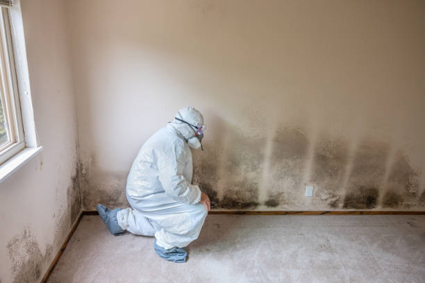 Best Asbestos and Lead Testing During Mold Inspection  in Antelope, CA